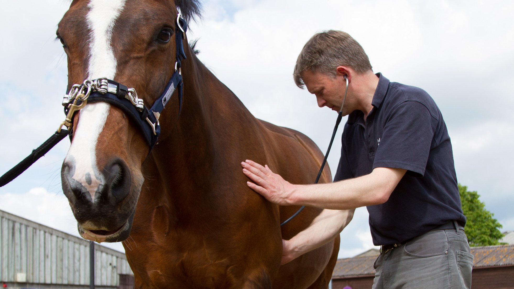 Vettings Stable Close Equine Practice Winchester, Hampshire